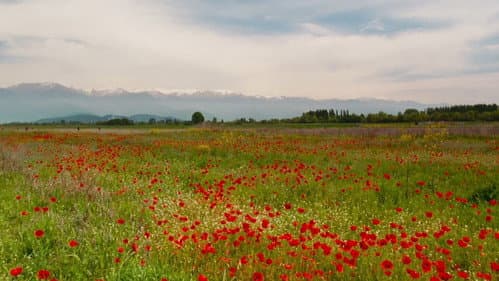აპრილი Bild 7