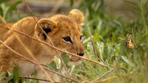 Si J'étais un animal Bild 1