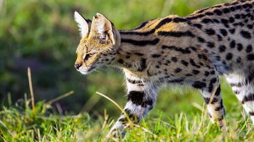 Servale - Afrikas unbekannte Katzen Bild 1