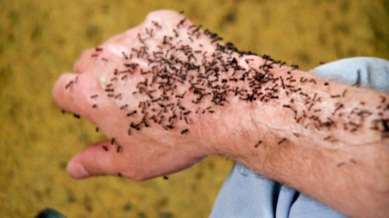 Ameisen - Die Rache der schwarzen Königin