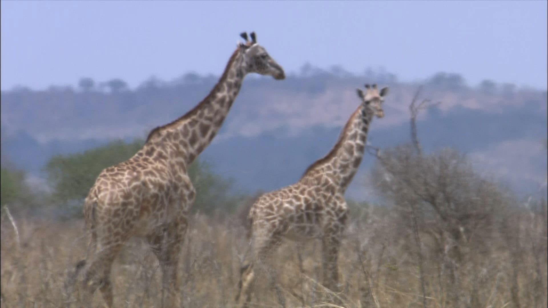 Das Weltnaturerbe - Schätze unserer Erde: Afrika