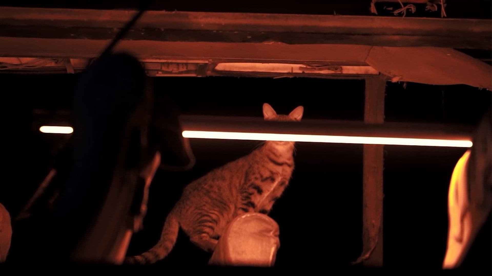 ุตููุ ู
ุฏููุฉ ููุงู
ูุฑุง