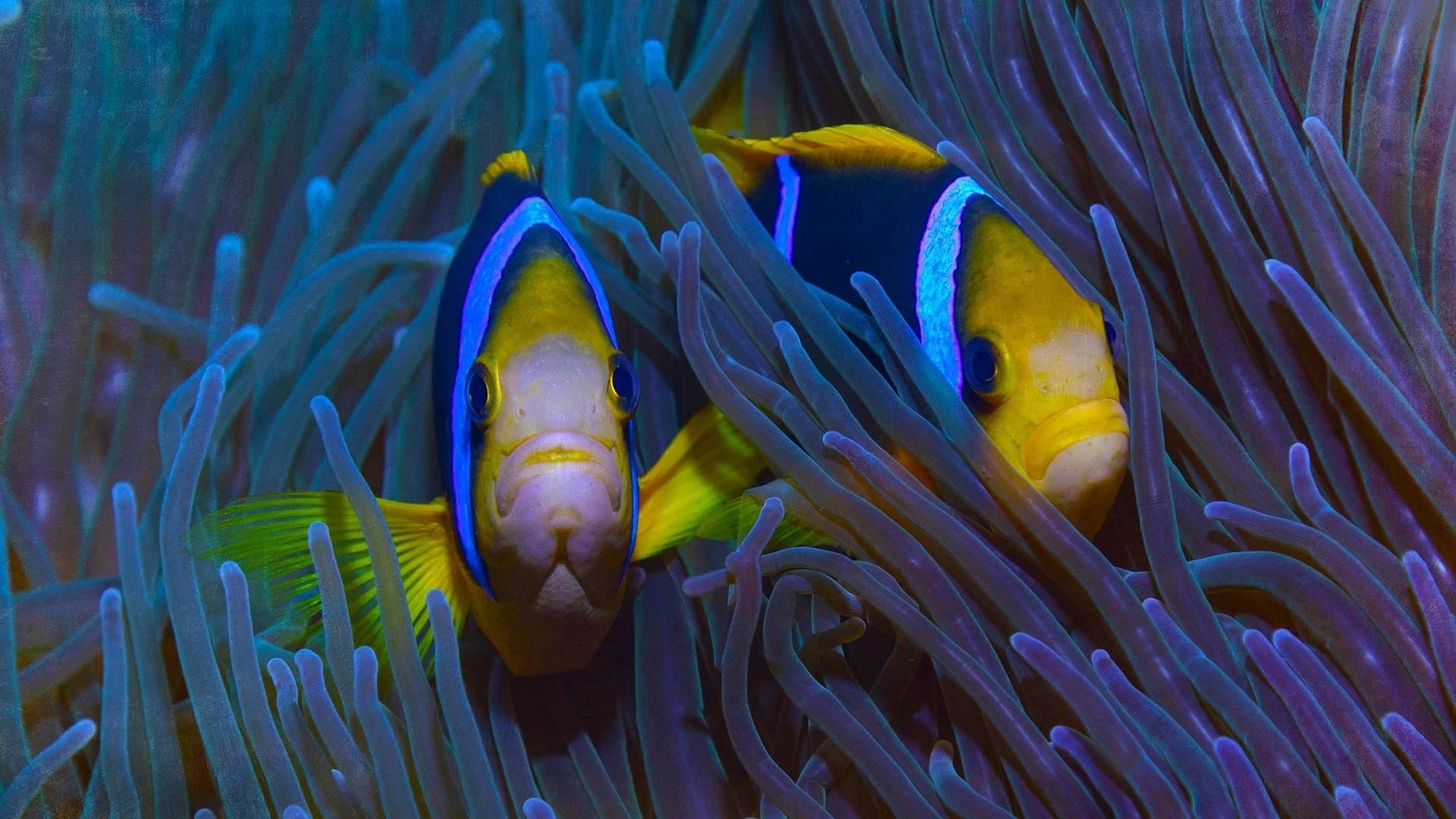 Niue – Hoffnung für ein Paradies