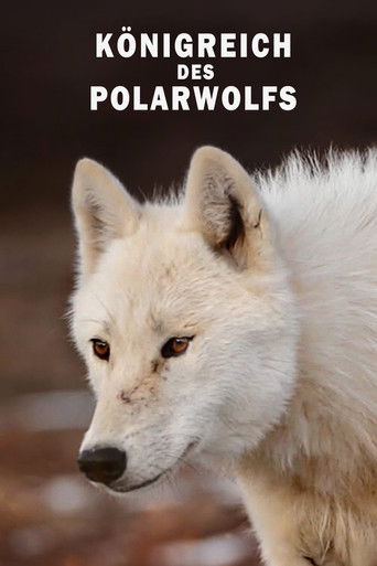 Königreich des Polarwolfs